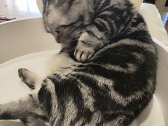 -藏猫猫咖啡主题馆(中央大道店)