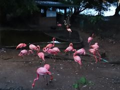 -清迈夜间动物园