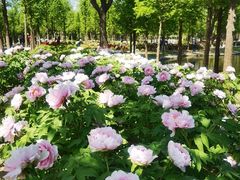 -石家庄市植物园