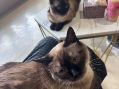 -藏猫猫咖啡主题馆(中央大道店)