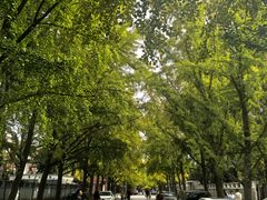 -三里屯东五街银杏大道