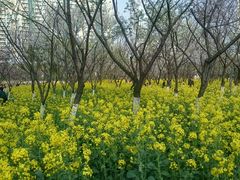 android_upload_pic-西北湖绿化广场