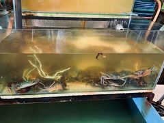 -ZF Seafood Restaurant 卓峰海鲜餐