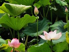 -艾溪湖湿地公园