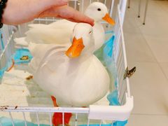 -怪兽屋·羊驼·猫咖·狗咖(俊华广场店)