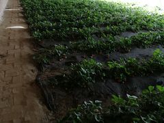 -晶宝温泉农庄