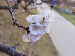 -海棠花溪(元大都城垣遗址公园)