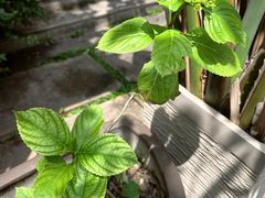 -谷咖啡·鲜花绿植花园餐厅