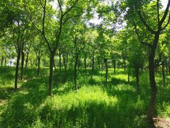 -大兴滨河森林公园