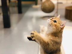 -飞行喵MR PILOT|猫舍·猫咖(静安大融城店)