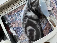 -纳吉亚猫专科动物诊疗中心(蒋宅口分院)