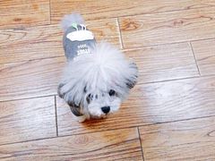 -郭阿姨月亮馍