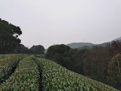 -西湖风景区十里琅珰-五云山
