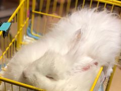 -猫色咖啡·猫咖