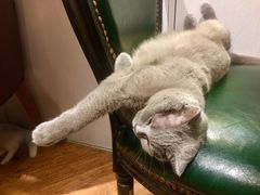-猫小院猫主题餐厅(三里屯店)