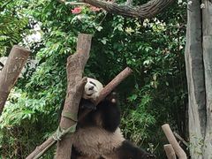 -都江堰中华大熊猫苑