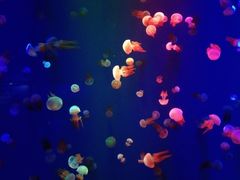 -成都浩海立方海洋公园