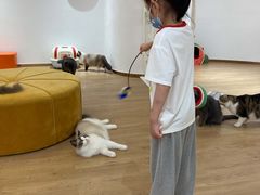 -1013 PET SHOP精品宠物商店(丁香店)