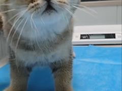 -伟伟宠物医院·CT影像中心·瑞派犬猫综合性门诊(汉口总院)