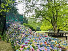 -上海共青森林公园