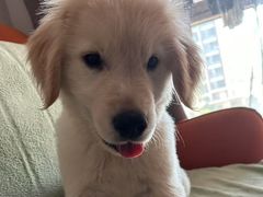 -翊宠yipet猫狗购宠庄园