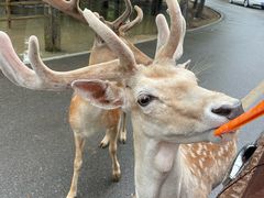 -秦皇岛野生动物园