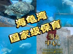 -广东惠东海龟国家级自然保护区