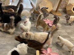 -楼上猫咖(罗湖店)