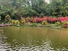 -深圳仙湖植物园
