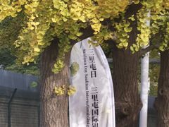 -三里屯东五街银杏大道