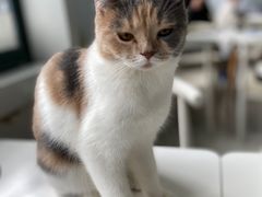 -喵的天空名猫咖啡馆·撸猫·猫舍·用品