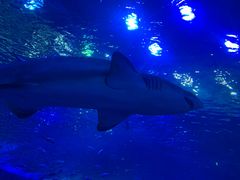 -成都浩海立方海洋公园