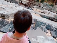 -白虎自助餐厅·真老虎·景观自助餐厅(广州长隆酒店)