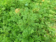 -成都市活水公园