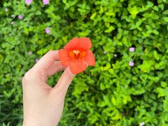 -三圣花乡旅游区