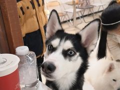 -共舞时光猫咖·狗咖(新街口店)