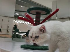 -COLOR PETS 撸猫馆·购猫·猫咖(长风大悦城店)