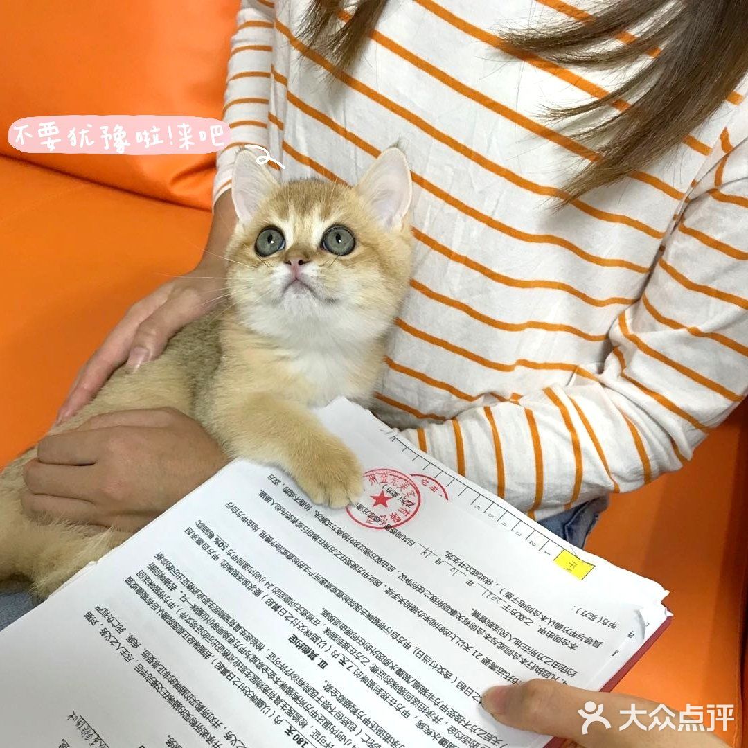 🐱我也变成铲屎官一枚了..小宝贝跟我肥家le…