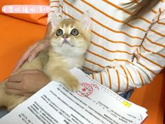 -lincat·猫舍(广州店)