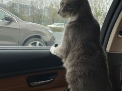 -佳雯宠物医院·皮肤科·内外科(春晓路分院)