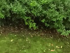 -浙江西子宾馆·瑶园咖啡厅