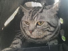 -瑞派名望志远动物医院·猫科·內科·异宠专科(直港大道店)
