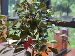 -宁波石浦豪生大酒店·自助餐厅