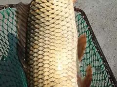 -金台阶鱼馆(于桥水库店)