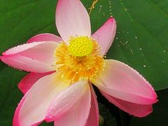-荷塘月色湿地公园·向阳花洲