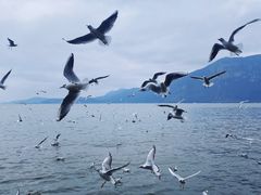 -海埂大坝