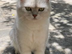 -喵屿·大理花园猫咖