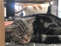 -平行世界·猫咖(首经贸店)