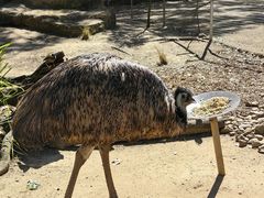 -费瑟代尔野生动物园