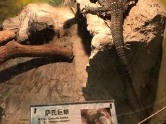 -上海大自然野生昆虫馆(东方明珠·爬宠昆虫探索中心)